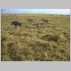 094Safari2(Amboseli-Gnus&Zebras).html